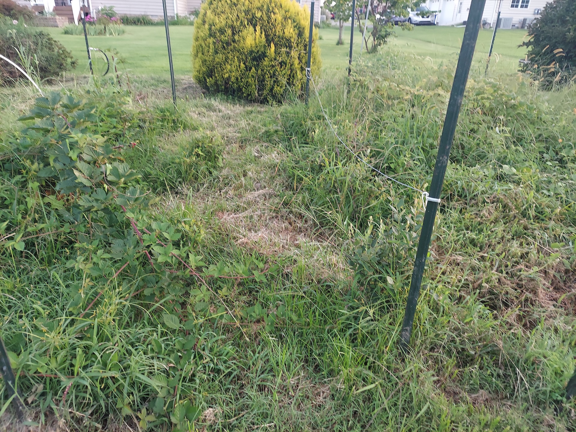 Hidden blueberries
