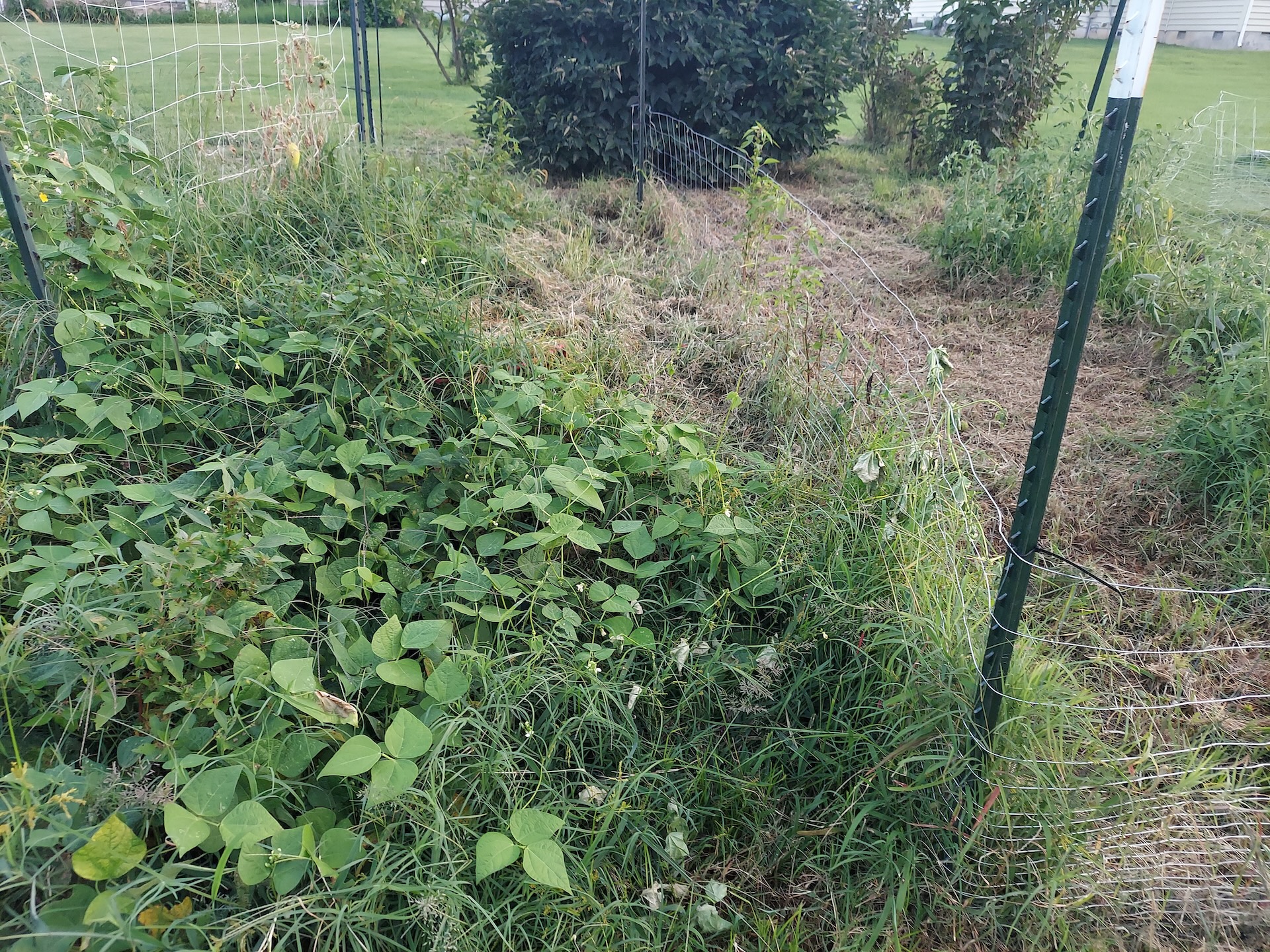 Formely cucumbers