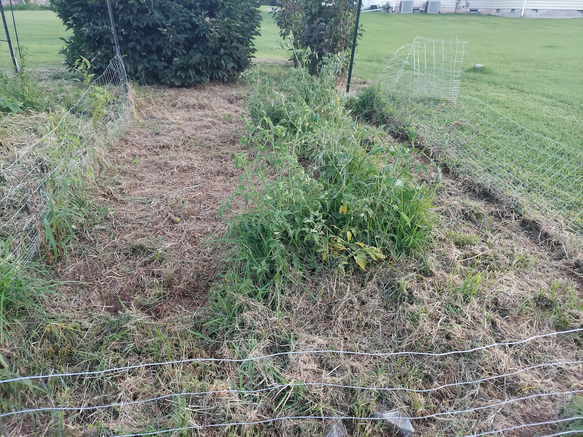 Late tomato crop