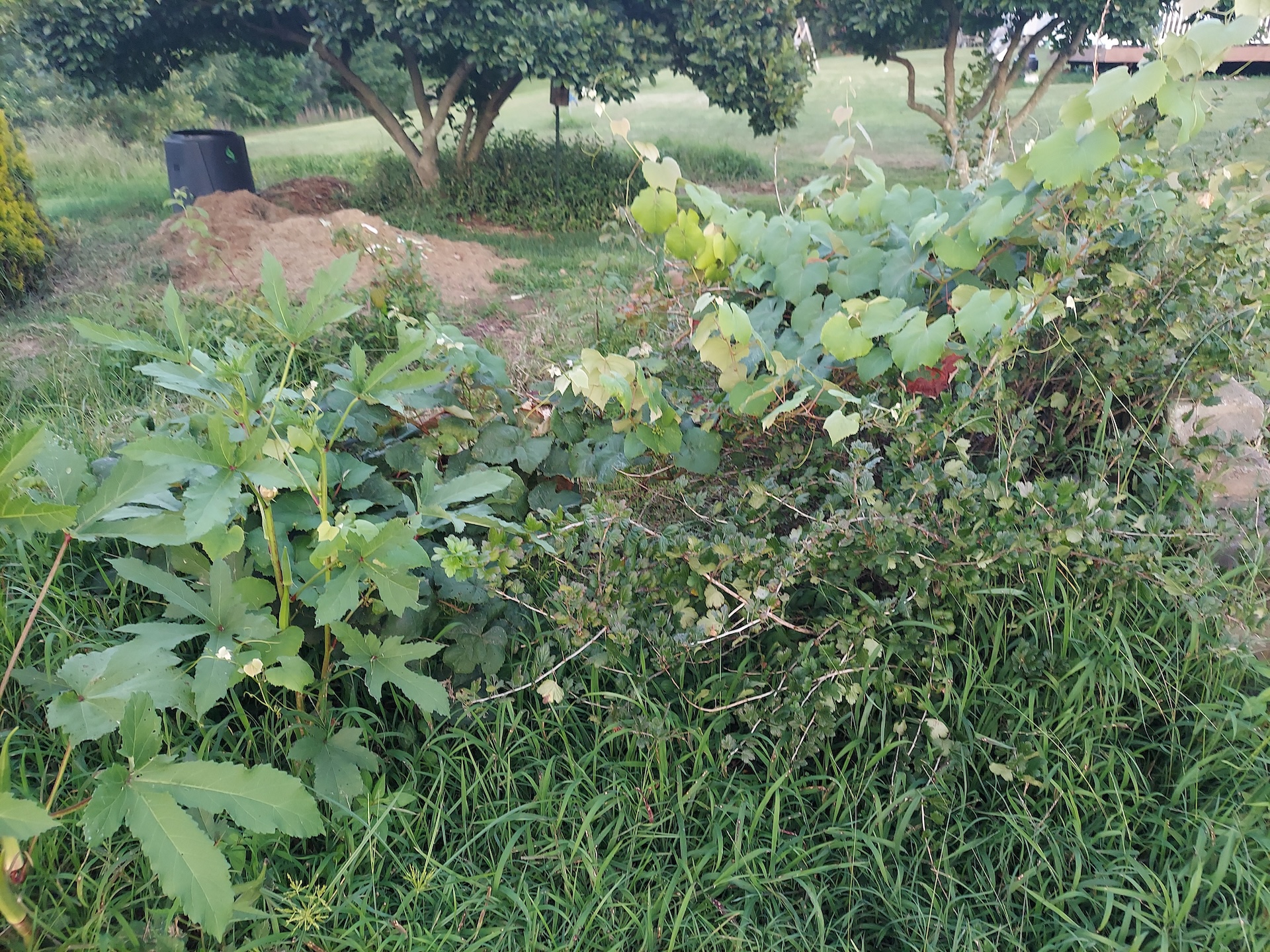 Okra and Grapes