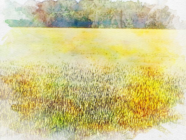wheatfield_watercolor