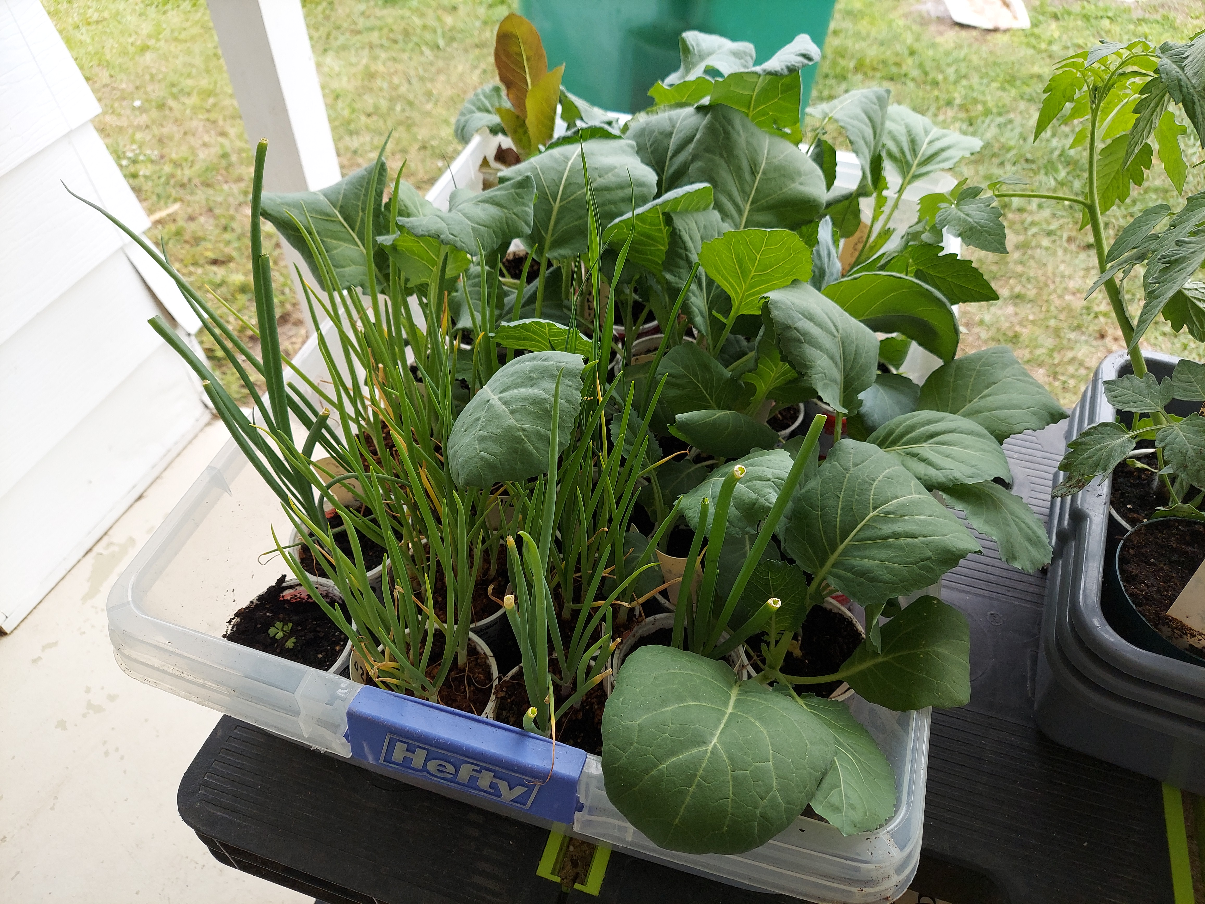 Plants ready to travel