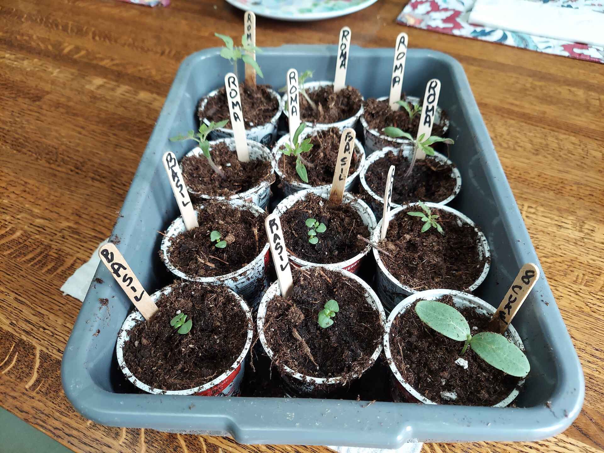 Early seedlings