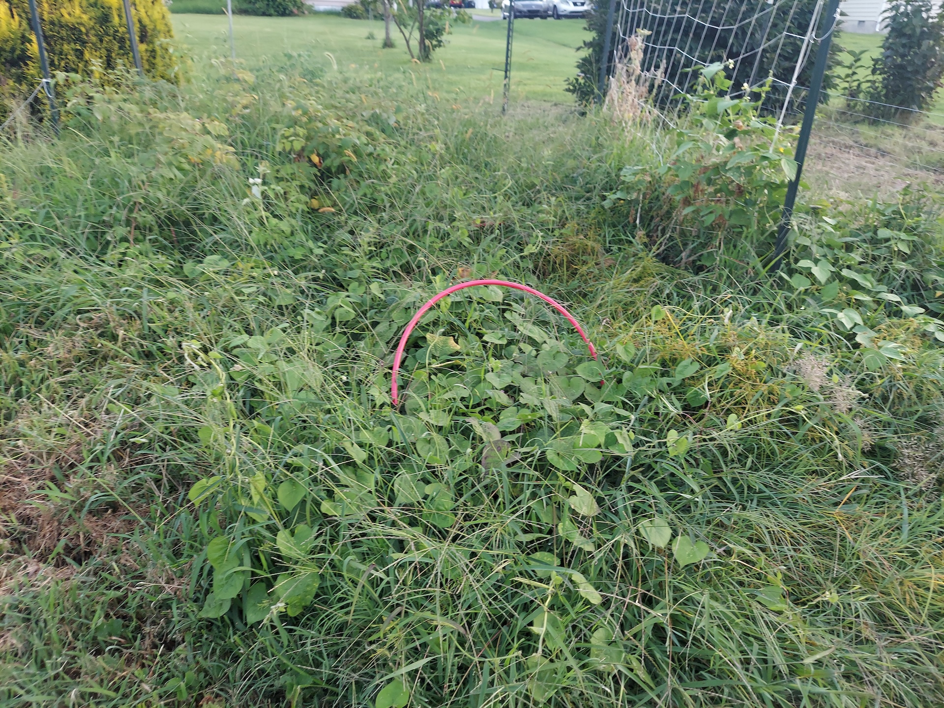 Bush beans overcome by weeds
