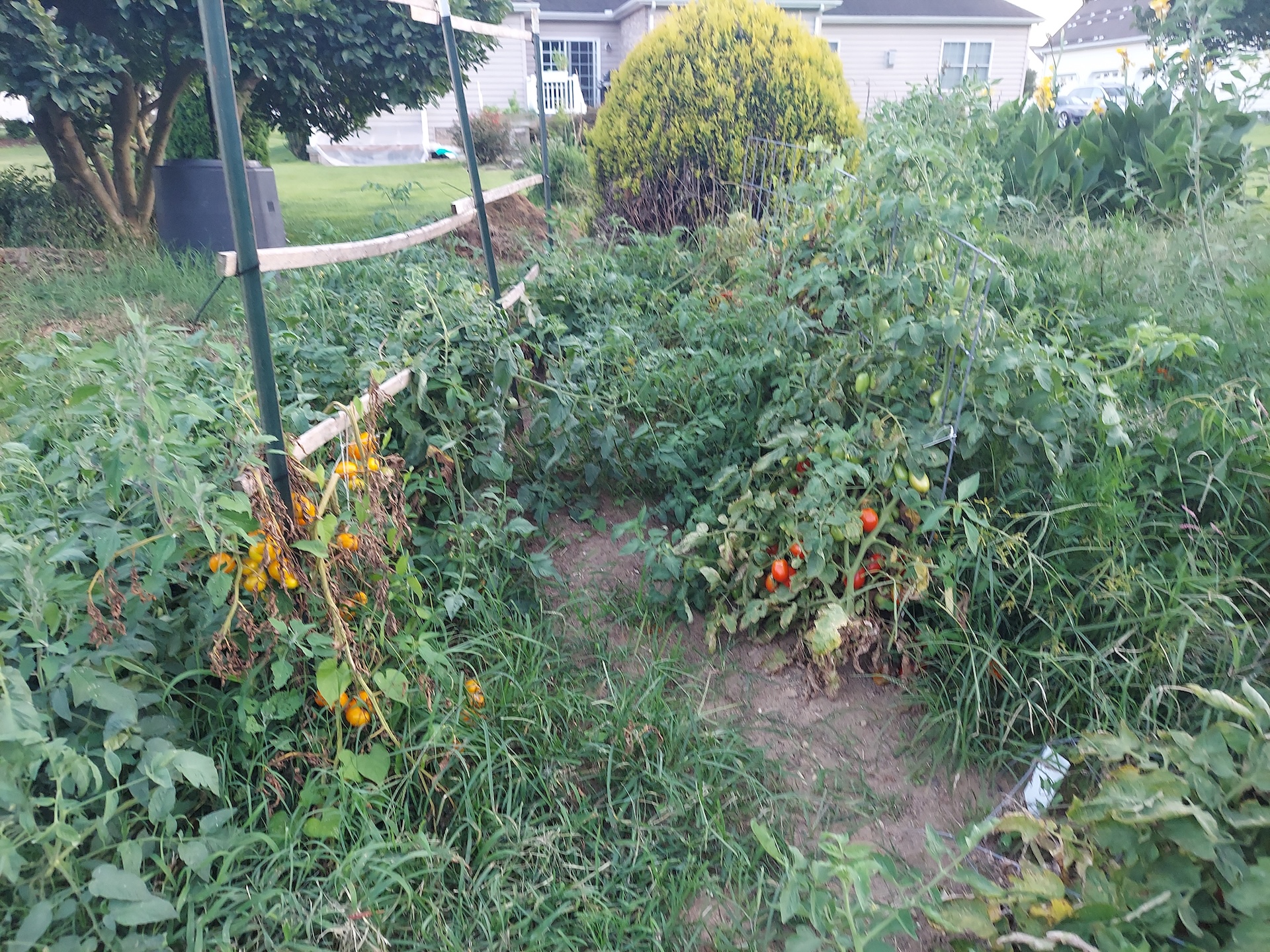 Peppers and Italian tomatoes