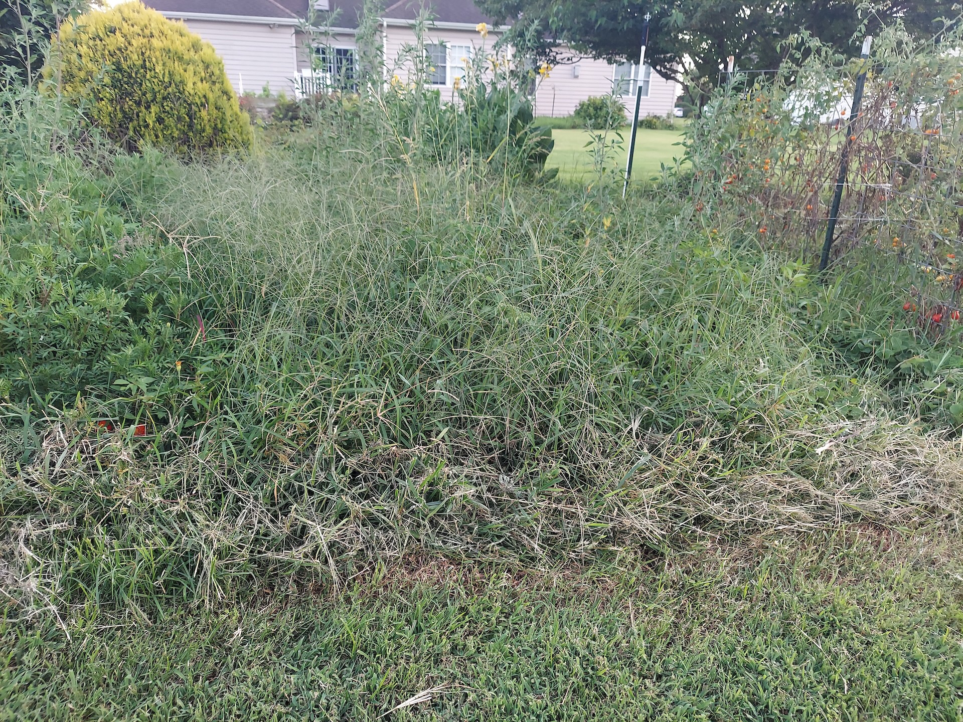 Strawberry fields gone away