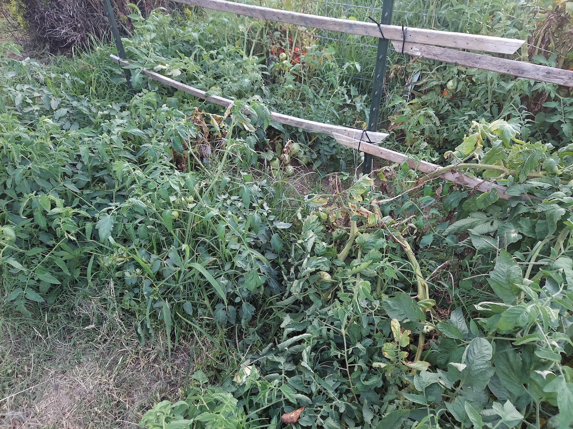 Overgrown tomato crop