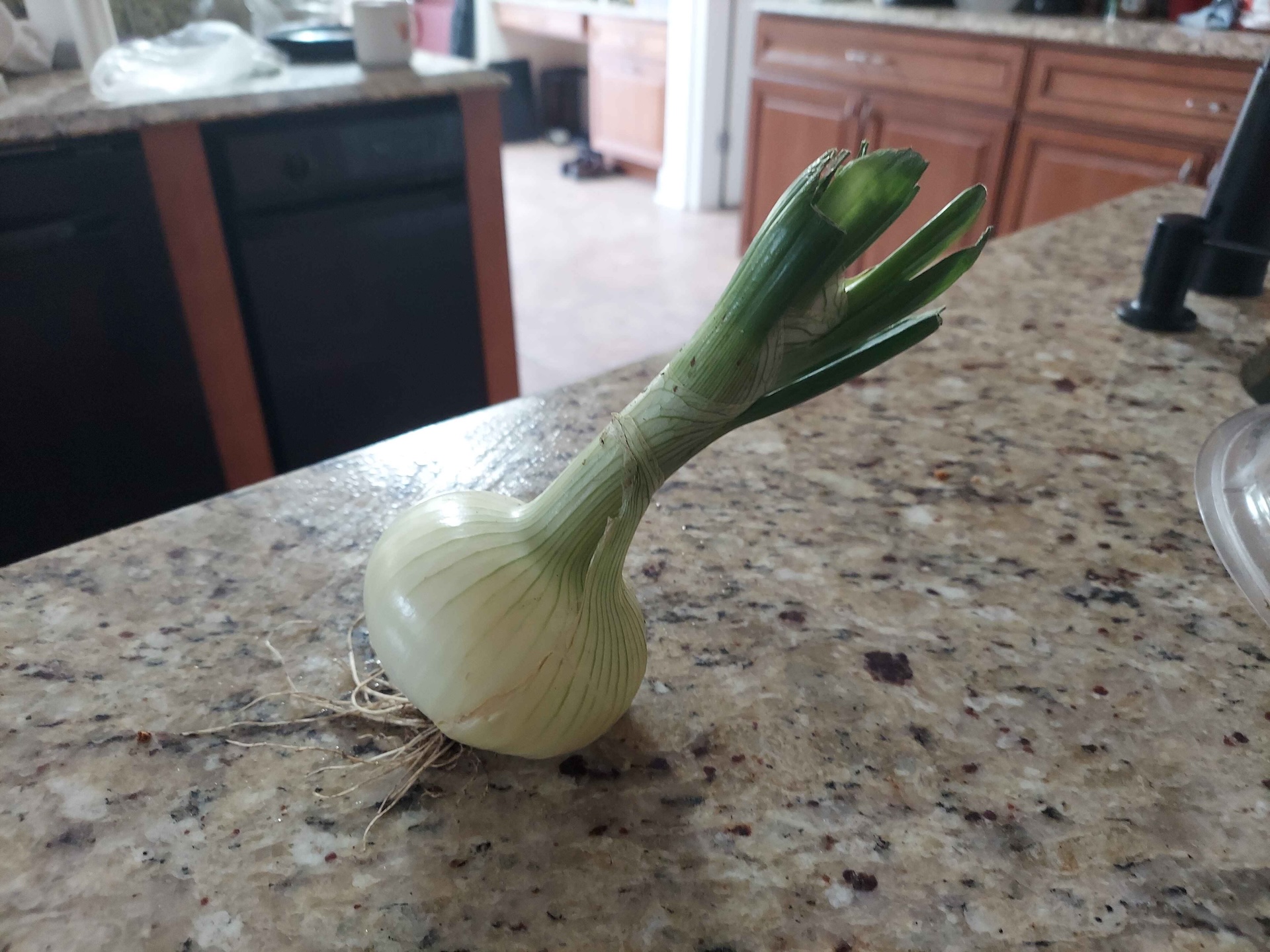 A short written description about the image. Good for accessibility, AL machine learning and search engine optimisation.