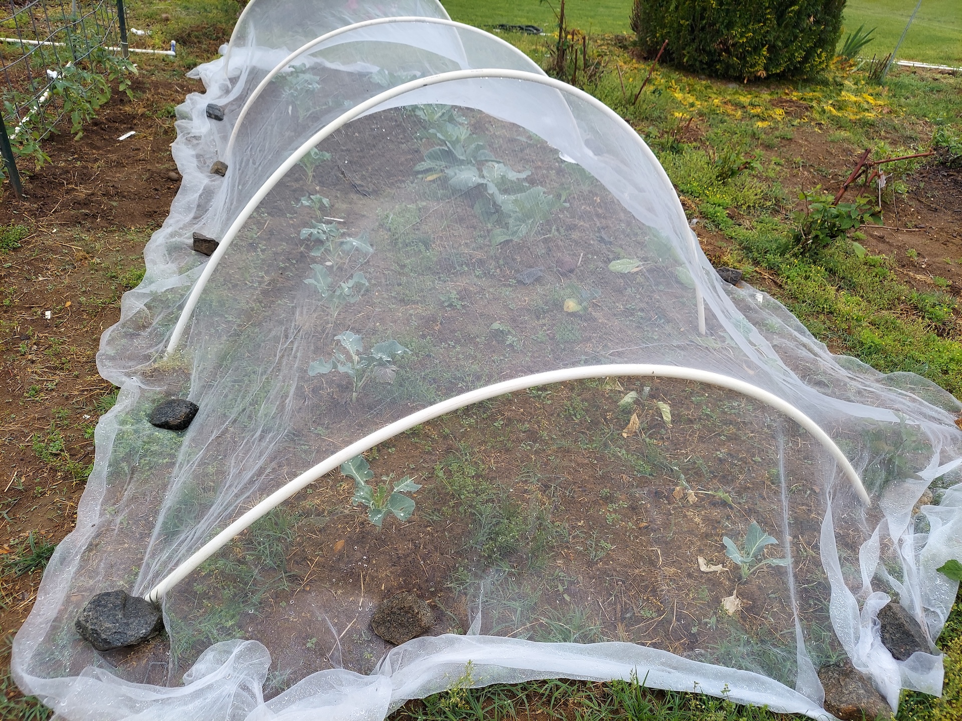 These Early Delight variety are golf sized and good tasting.