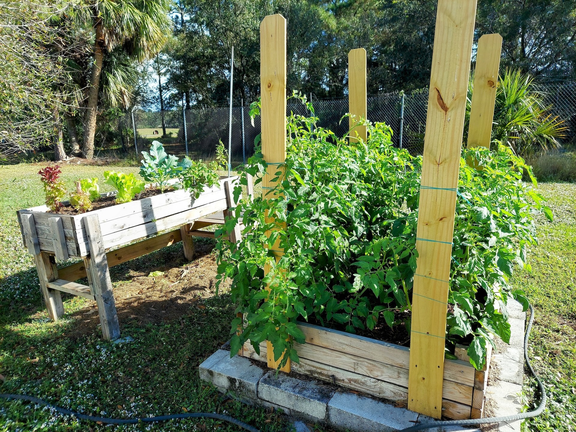 These Early Delight variety are golf sized and good tasting.