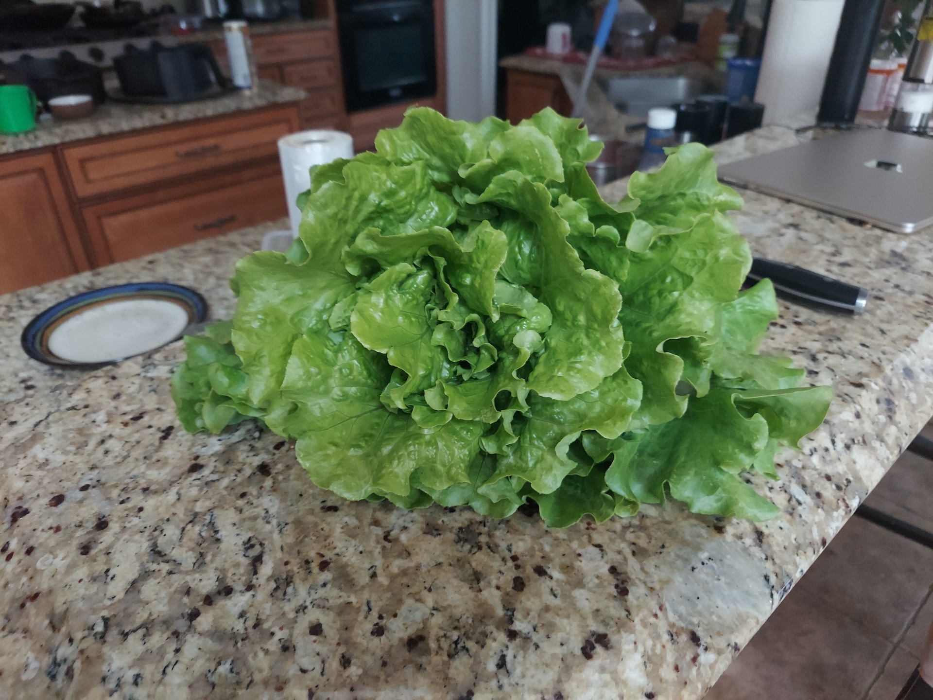 A short written description about the image. Good for accessibility, AL machine learning and search engine optimisation.