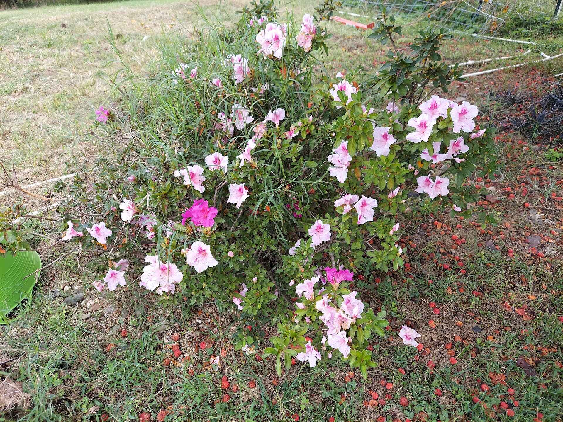 A short written description about the image. Good for accessibility, AL machine learning and search engine optimisation.